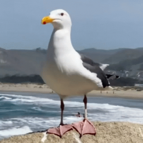 A White Seagull With A Yellow Beak Stands On A Rock Near The Ocean GIF