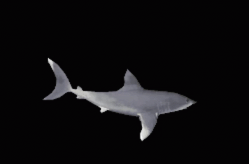 A White Shark Is Swimming In The Dark Waters GIF