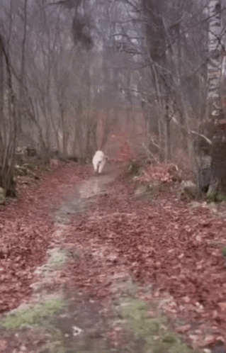 A White Sheep Is Walking Down A Path In The Woods GIF