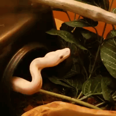 a white snake is sticking its head out of a hole