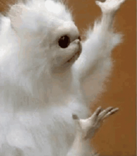 a white squirrel is waving its paw in the air .