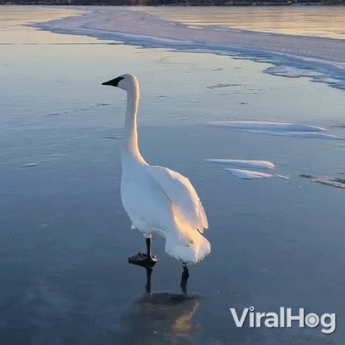 A White Swan Is Standing On A Frozen Lake With Viralhog Written On The Bottom Right GIF