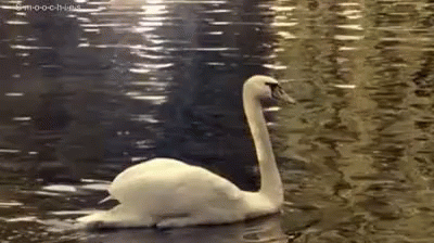 A White Swan Is Swimming In A Lake With Trees In The Background . GIF