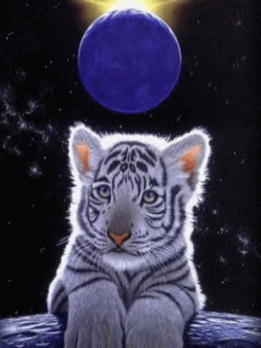 A White Tiger Cub Sits On A Rock In Front Of A Full Moon GIF