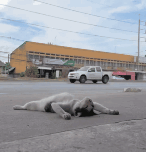 A White Truck Is Driving Past A Dog That Is Laying On The Ground GIF