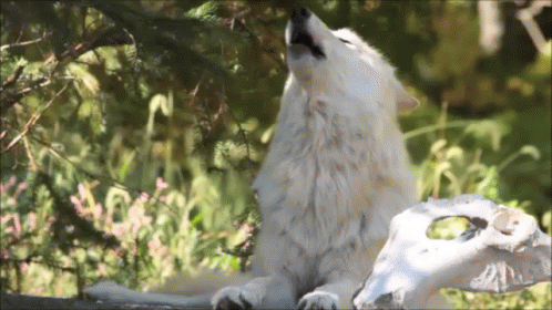 A White Wolf Howling Next To A Sheep Skull GIF