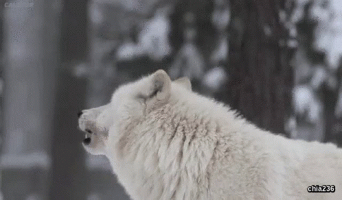 A White Wolf Is Howling In The Snow With Its Mouth Open . GIF