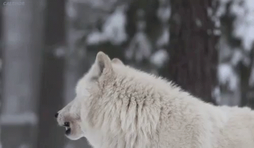 A White Wolf Is Standing In The Snow In A Forest . GIF