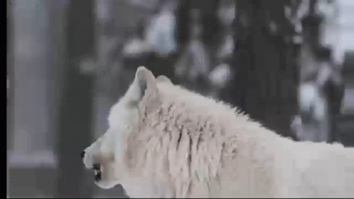 A White Wolf Is Standing In The Snow With Its Mouth Open And Trees In The Background . GIF