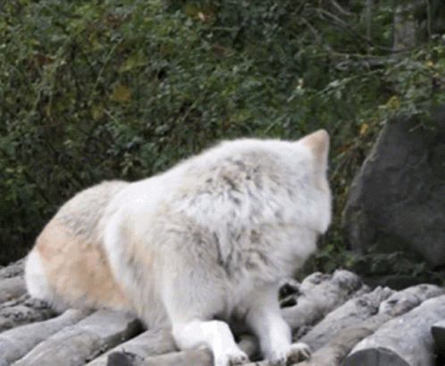 A White Wolf Laying On A Pile Of Logs In The Woods GIF