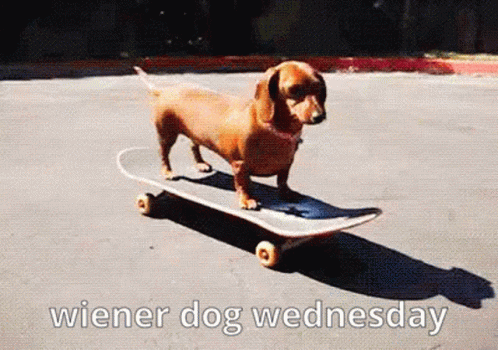 A Wiener Dog Is Riding A Skateboard On A Wednesday GIF