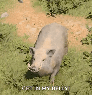 A Wild Boar With Big Tusks Is Walking Through The Grass . GIF