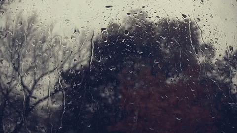 A Window With Rain Drops On It Looking Out To Trees GIF