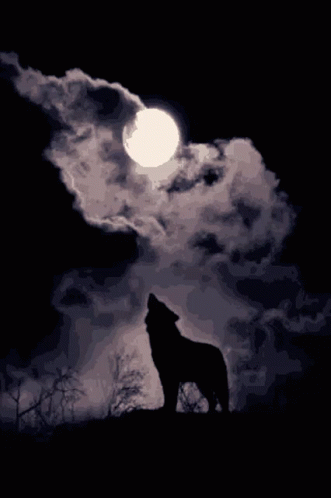 A Wolf Howling At A Full Moon In The Dark GIF