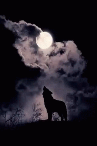 A Wolf Howling At The Full Moon In The Night Sky . GIF
