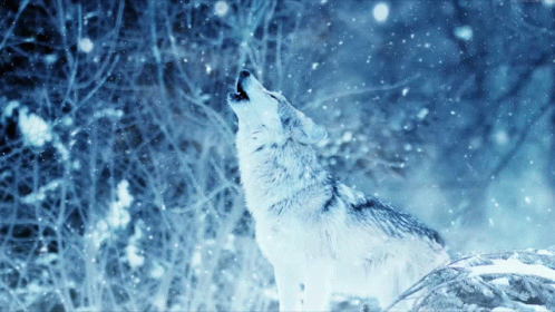 A Wolf Howling In A Snowy Forest GIF