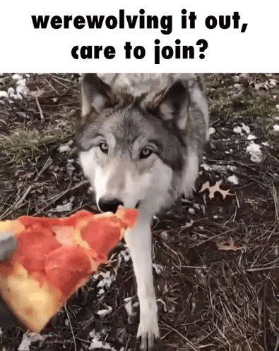 A Wolf Is Eating A Slice Of Pizza With The Caption Werewolving It Out Care To Join GIF
