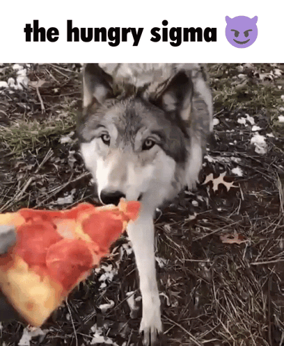 A Wolf Is Eating A Slice Of Pizza With The Words The Hungry Sigma Above It GIF