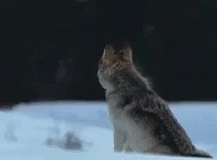 A Wolf Is Sitting In The Snow And Howling At The Sky . GIF