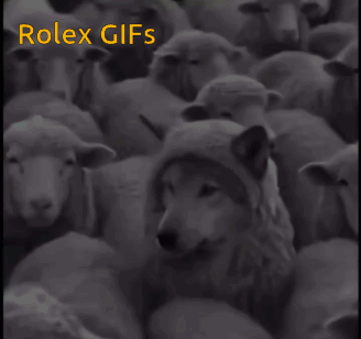 A Wolf Is Surrounded By A Herd Of Sheep With The Words Rolex Gifs On The Bottom GIF