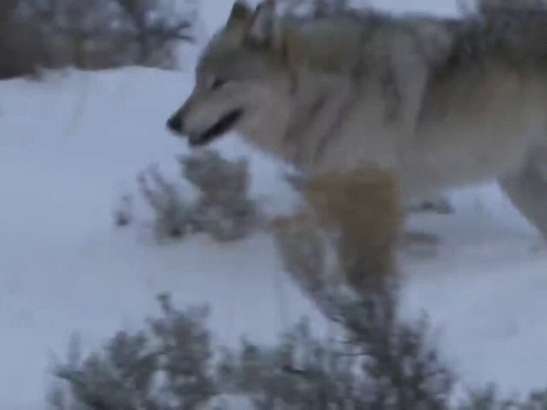 a wolf is walking through the snow and looking for food .