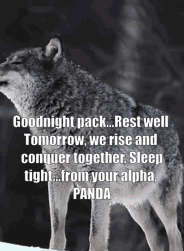 A Wolf Says Goodnight Pack Rest Well Tomorrow We Rise And Conquer Together Sleep Tight... From Your Alpha Panda GIF