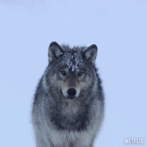 A Wolf Standing In The Snow With A Netflix Logo On The Bottom GIF