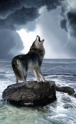 A Wolf Standing On A Rock In The Ocean Howling GIF