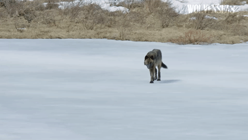 A Wolf Walking Through A Snowy Field With The Word Wolves In The Corner GIF
