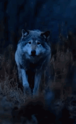 A Wolf With A Quote That Says Good Night Pack Rest Well Tomorrow We Rise And Conquer Together Sleep Tight GIF