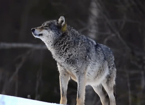 A Wolf With A Yellow Tag On Its Ear Is Standing On A Snowy Hill GIF