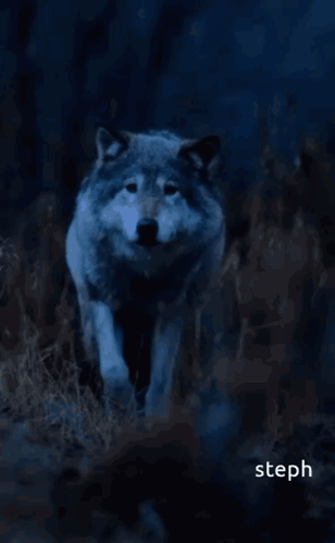 A Wolf With The Words Good Night Pack Rest Well Tomorrow We Rise And Conquer Together Sleep Tight From Your Alpha Steph GIF