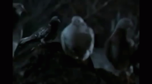 A Woman In A Hat Is Surrounded By Pigeons . GIF