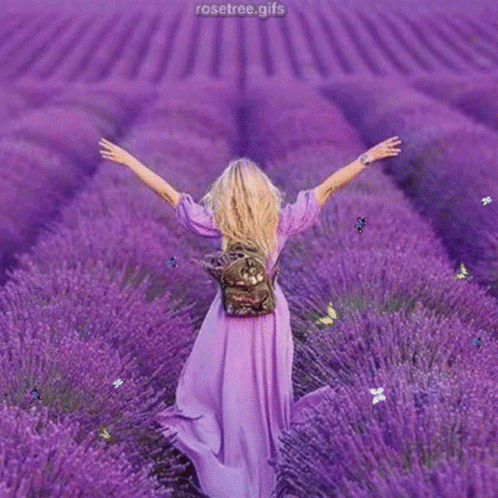 A Woman In A Purple Dress Is Walking Through A Field Of Lavender GIF