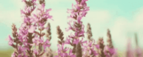 A Woman In A Yellow Top And Blue Shorts Is Walking Through A Field Of Flowers . GIF