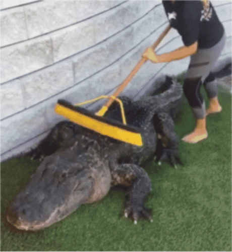 A Woman Is Cleaning An Alligator With A Broom GIF