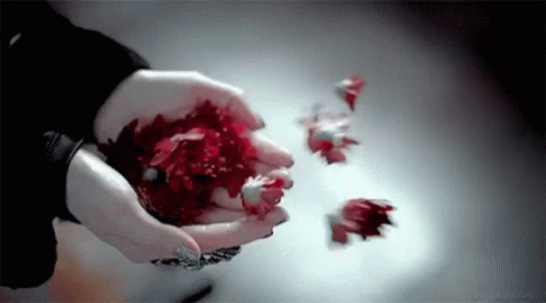 A Woman Is Holding A Red Flower In Her Hands And Petals Are Falling From Her Hands . GIF