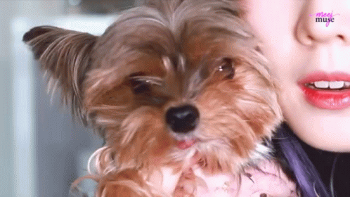 A Woman Is Holding A Small Brown Dog With A Pink Sticker On Her Face That Says " Meet Muse " GIF