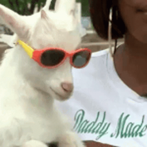 A Woman Is Holding A White Goat Wearing Sunglasses GIF