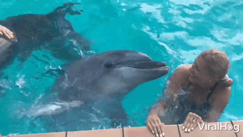 A Woman Is Petting A Dolphin In A Pool And The Dolphin Is Looking At The Woman GIF