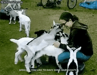 A Woman Is Petting A Group Of Baby Goats In A Field . GIF