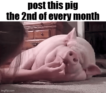 A Woman Is Petting A Pig That Is Laying On The Floor With The Words `` Post This Pig The 2Nd Of Every Month '' . GIF