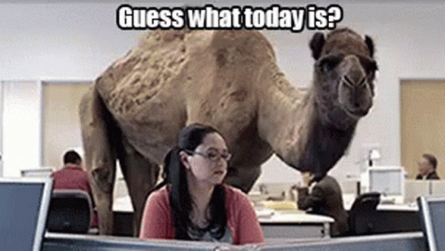 A Woman Is Sitting At A Desk In Front Of A Computer While A Camel Is Standing Behind Her . GIF
