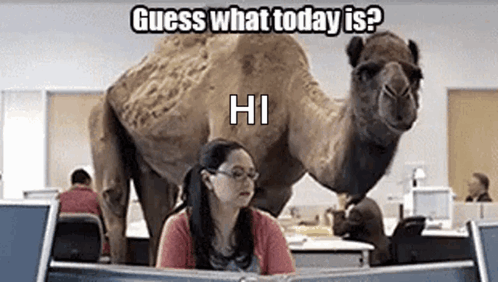 A Woman Is Sitting At A Desk In Front Of A Computer While A Camel Stands Behind Her . GIF
