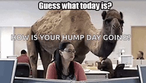 A Woman Is Sitting At A Desk In Front Of A Computer With A Camel Standing Behind Her . GIF