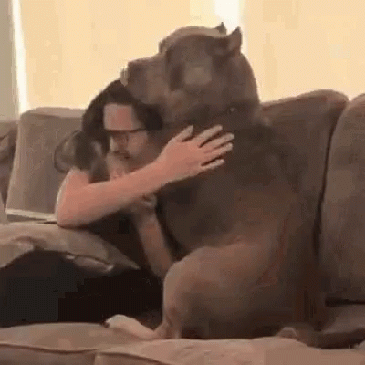 A Woman Is Sitting On A Couch With A Large Dog On Her Lap . GIF