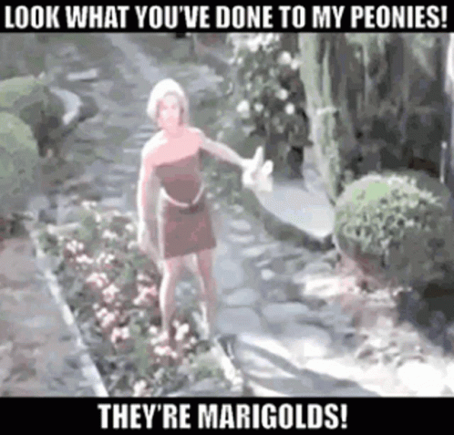 A Woman Is Standing In A Garden With A Caption That Says Look What You 'Ve Done GIF