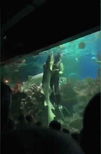 A Woman Is Swimming With A Shark In An Aquarium With People Watching GIF