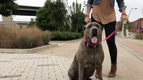 A Woman Is Walking A Dog On A Leash GIF