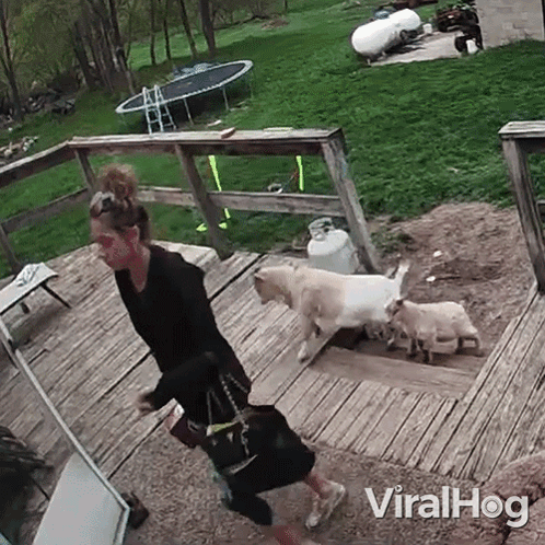 A Woman Is Walking Down A Set Of Stairs With Three Goats And A Trampoline In The Background . GIF
